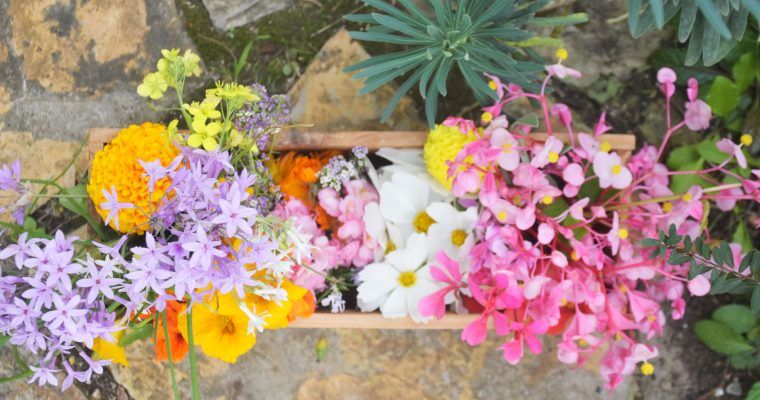 Flores comestibles en Octubre en Asturias