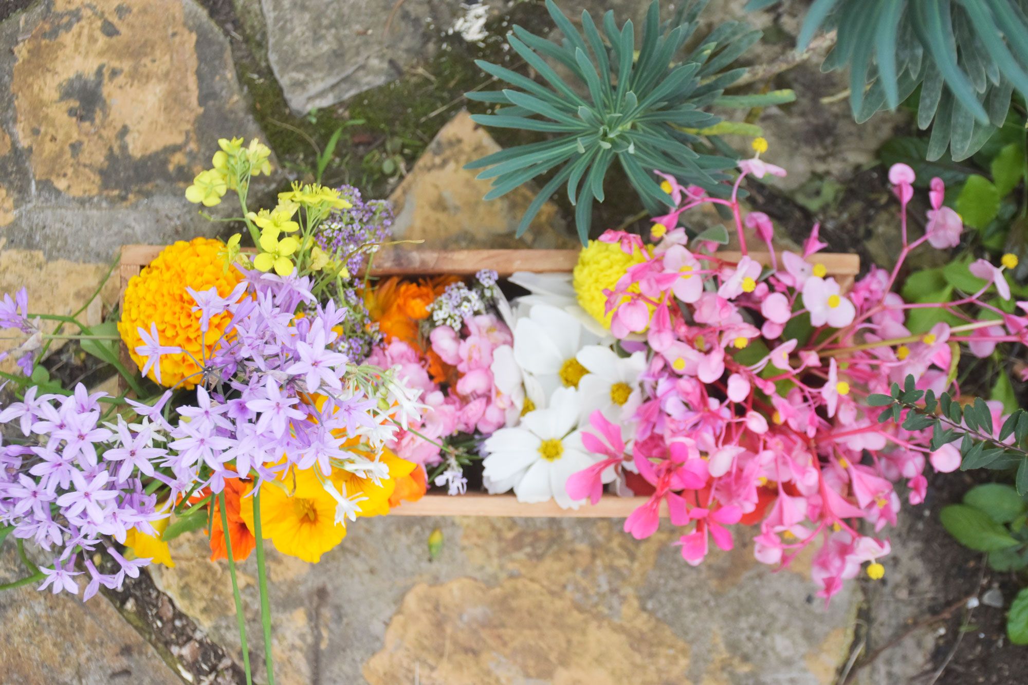 Flores comestibles en Octubre en Asturias